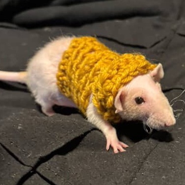 Emotional Support Animal Advice for Pet Rats